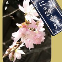 白牡丹,エレガンス,十月桜,カサゴケ,今日のお花の画像