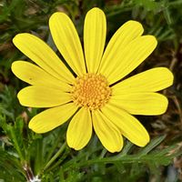 ユリオプスデージー,ユリオプスデージー,小さい庭,その他部屋の画像