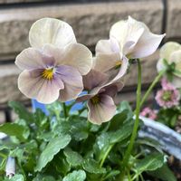 万葉菫 おぼろ月,鉢植え,かわいい♡,ニュアンスカラー,ビオラ・パンジー祭り♪の画像