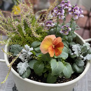 ネメシア,花のある暮らし,緑のある暮らし,お花に癒されて,ビオラ　ステファニーの画像