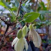 クレマチス,クレマチス,オリオン,クレマチス  シルホサ,シルホサ（冬咲きクレマチス）の画像