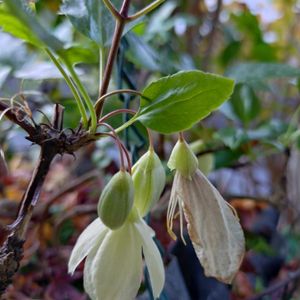 クレマチス,クレマチス,オリオン,クレマチス  シルホサ,シルホサ（冬咲きクレマチス）の画像