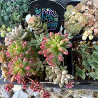 オーロラ,リトルミッシー,ホワイトゴースト,ピンクベリー,多肉植物の画像