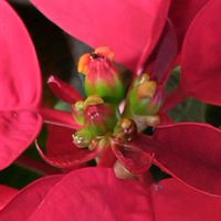 ポインセチア,鉢植え,かわいい花,冬の花,真っ赤な葉っぱの画像