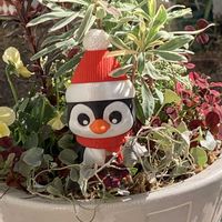 アリッサム,ビオラ,ディコンドラ,ディコンドラ シルバーフォール,寄せ植えの画像