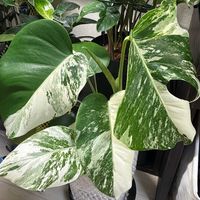 斑入りモンステラ,モンステラ ホワイトタイガー,モンステラ ボルシギアナ ホワイトタイガー,熱帯植物,緑のある暮らしの画像