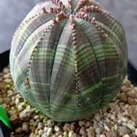 オベサ,オベサ,シンメトリカ,シンメトリカ,ユーフォルビアの画像