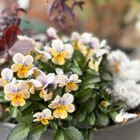 アリッサム,スイートアリッサム ,ビオラ,スナップドラゴン,キンギョソウ ブランルージュの画像