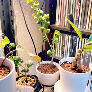 ベンジャミン・バロック,ベンジャミン,成長記録,新入りさん,成長中の画像