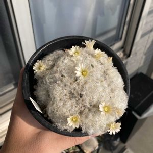 サボテン,白星,多肉植物,お花の画像