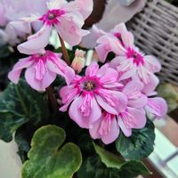 シクラメン,シクラメン,シクラメン,シクラメン,シクラメンの画像