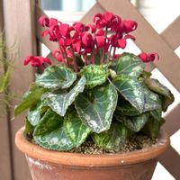 シクラメン,ミニシクラメン カール,ミニシクラメン カールの画像