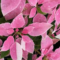 ポインセチアの画像