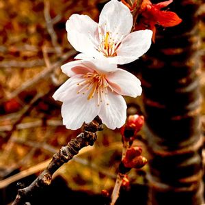 ジュウガツザクラ,フユザクラ,植栽,バラ科,今日のお花の画像