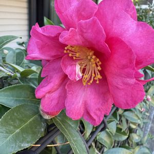 サザンカ,サザンカ,花のある暮らし,お楽しみ❀.(*´▽`*)❀.,キッチン裏の画像