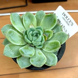 ピンククリスタルローズ.,多肉植物,多肉大好き,多肉中毒,アパートの画像