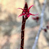 マルバノキ,絶滅危惧種,落葉低木,植栽,在来種の画像