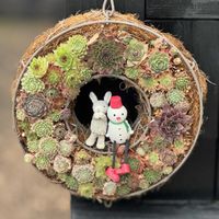 プベスケンス,コチドレン・ペンデンス,寄せ植え,センペルリース,多肉のある暮らしの画像