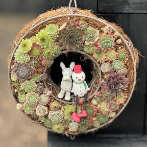 プベスケンス,コチドレン・ペンデンス,寄せ植え,センペルリース,多肉のある暮らしの画像