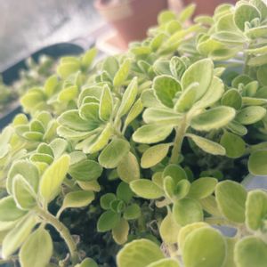 アロマティカス,アロマティカス,アロマティカス,アロマティカス,アロマティカスの画像