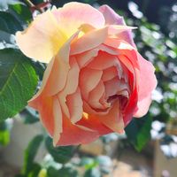 バラ,ディスタント・ドラムス,秋バラ,冬の庭,バラを楽しむの画像