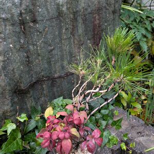 ナンテン,クロマツ,クロマツ,盆栽,庭の生き物たちの画像