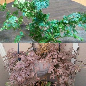 シダ,レインボーファン,コンテリクラマコケ,植物のある暮らし,植中毒の画像