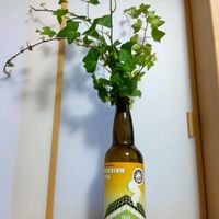 アイビー（ヘデラ）,アイビー（ヘデラ）,サルココッカ,その他部屋の画像