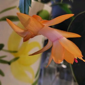 シャコバサボテン,ガーデンシクラメン,デンマークカクタス,カルーナ　ガーデン・ガールズ,ビオラ ラベンダーアンティークの画像