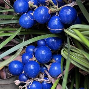 ジャノヒゲ,かわいい,癒される,美しい,がんに負けるな！の画像