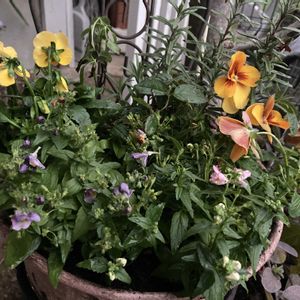 ローズマリー,ミニバラ,わらく アンティークオレンジ,ビオラ オレンジブロッチ,ネメシア コットンプルーンの画像