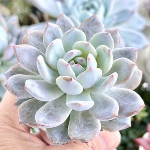 苺大福×ラウイ,成長記録 苺大福×ラウイ,エケベリア 大粒いちご大福,神奈川タニラー,多肉男子の画像