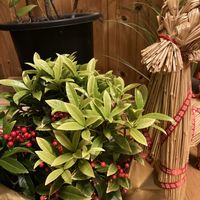 万両,クリスマス,観葉植物,プレゼント,お正月の画像