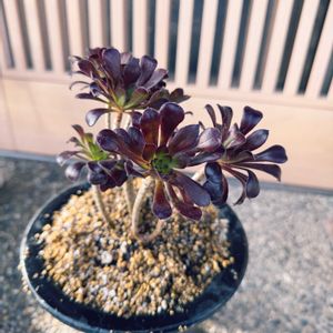 多肉植物,愛媛県,玄関アプローチ,庭の画像