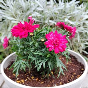 PWマーガレットフランボワーズスフレ,PW,ガーデリンク,PW育てた,PWマーガレットの画像