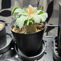 ユーフォルビア 鉄甲丸,ナマクアナム(光堂)の画像