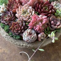 セダム,多肉植物,ちまちま寄せの画像