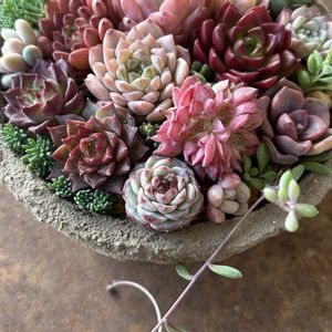 セダム,多肉植物,ちまちま寄せの画像