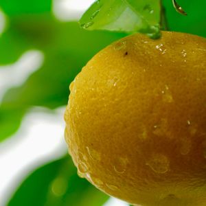 ビワ,ヤツデ,夏みかん,イロハモミジ,タチバナの画像