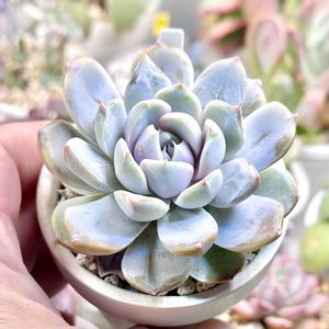 桜大福×パープルモンロー,成長記録 桜大福×パープルモンロー,成長記録 パープルモンロー,エケベリア パープルモンロー,神奈川タニラーの画像