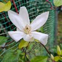 クレマチスの画像