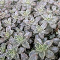  ブロンズ姫,多肉植物,雨上がり,多肉増えた,温泉県大分♨️の画像