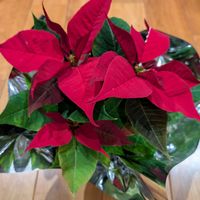 ポインセチア,お出かけ先の画像