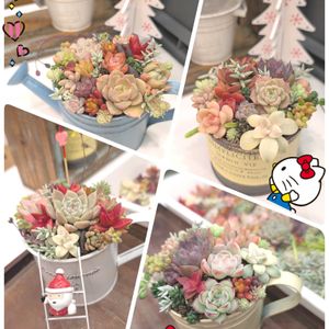 寄せ植えの画像