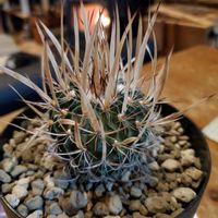 サボテン,振武玉,エキノフオスロカクタス 振武玉,エキノフォスロ属,庭の画像