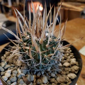 サボテン,振武玉,エキノフオスロカクタス 振武玉,エキノフォスロ属,庭の画像