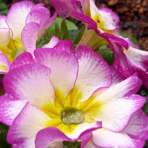 プリムラ,鉢植え,ガーデニング,我が家,玄関の画像