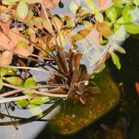 レモン,ハマボウ,ハマボウ,イチョウ,柿の葉の画像