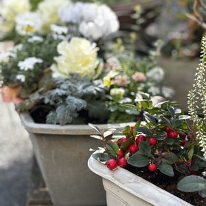 シクラメン,カルーナ,チェッカーベリー,葉牡丹（はぼたん）,鉢植えの画像