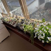 多肉植物,DIY,ガーデニング,ぷーの多肉,窓辺の画像